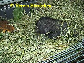 Ein kleines Hängebauchschwein