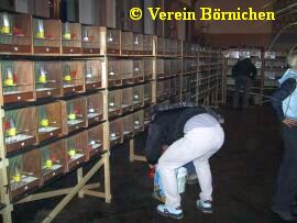 Über 200 Kanarien