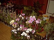 Orchideen