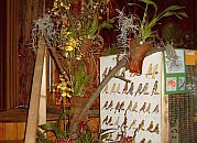 Epiphytenstamm