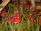 Orchideen