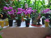 Orchideenverkaufsschau