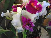 Orchideenverkaufsschau