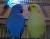 Halsbandsittich blau & gelb