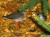 Rotschenkel