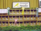 Gesangskanarien