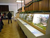 Prachtfinkenvitrinen