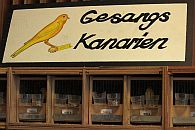Gesangskanarien