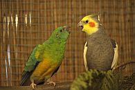 Singsittich & Nymphensittich