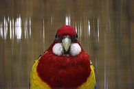 Rosella