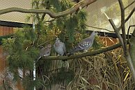 Guineataube