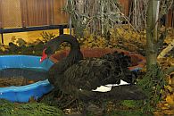 Schwarzer Schwan