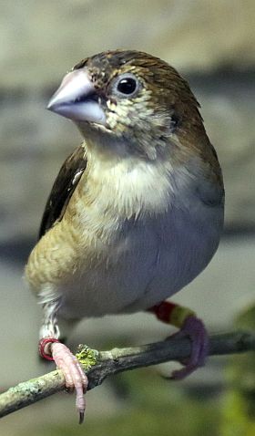Silberschnäbelchen