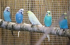 Farbenwellensittiche