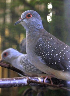 Diamanttäubchen