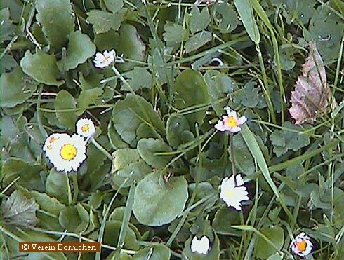 Gänseblümchen, Maßliebchen