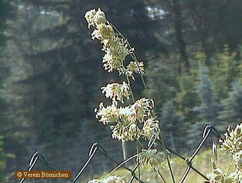 Gemeines Knäuelgras