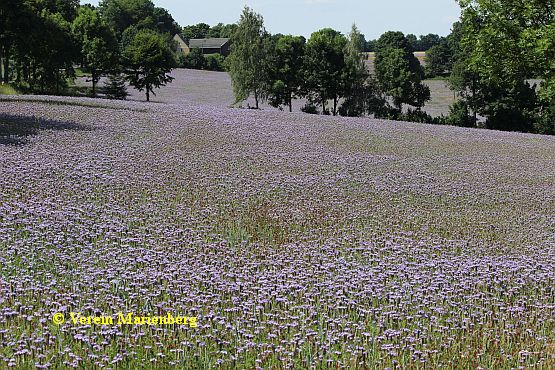 Phacelia