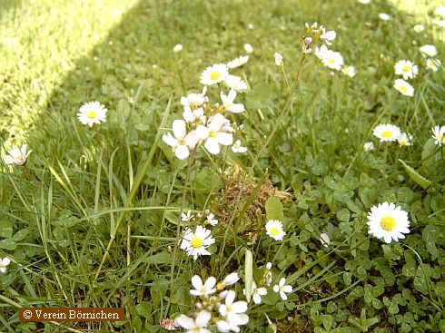 Wiesenschaumkraut und Gänseblümchen