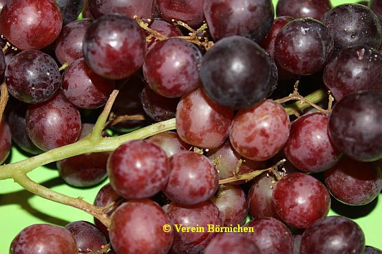 Weinbeere rot