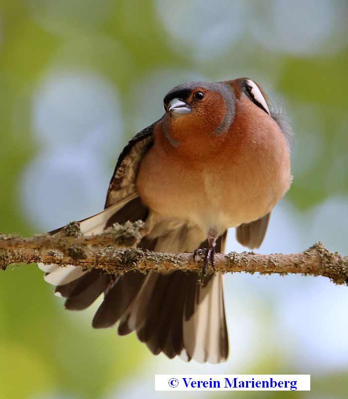 Buchfink