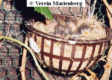 Erlenzeisig