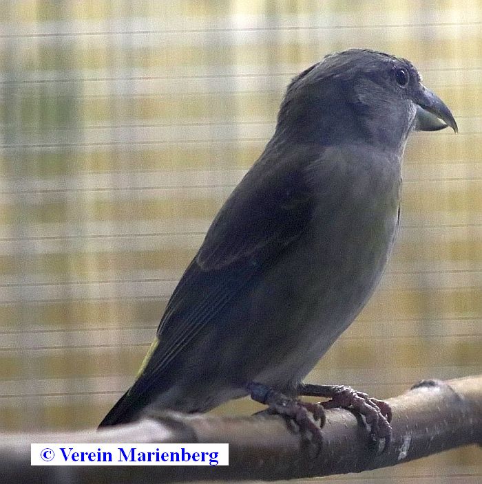 Fichtenkreuzschnabel