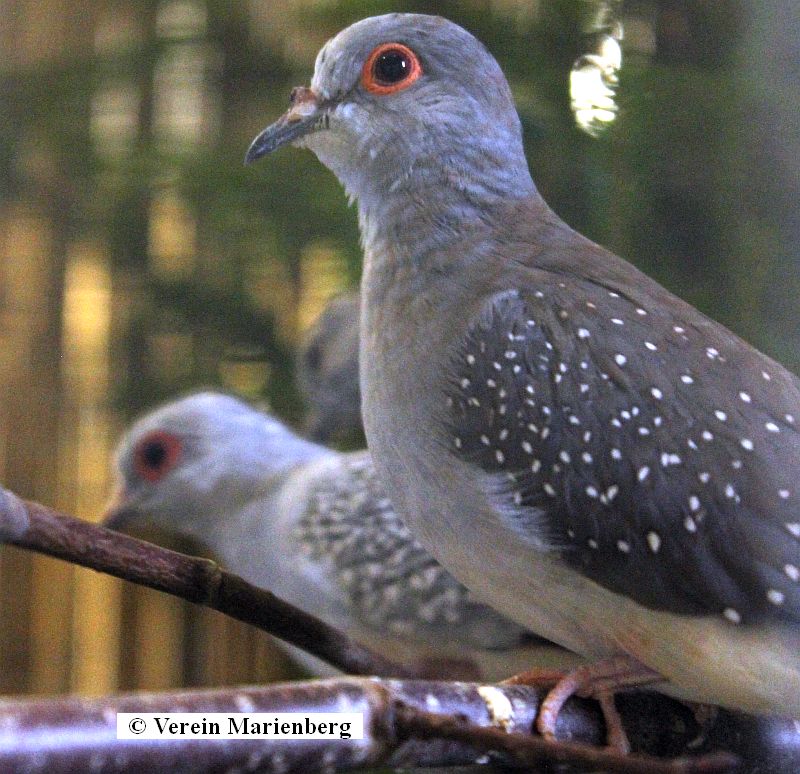 Diamanttäubchen