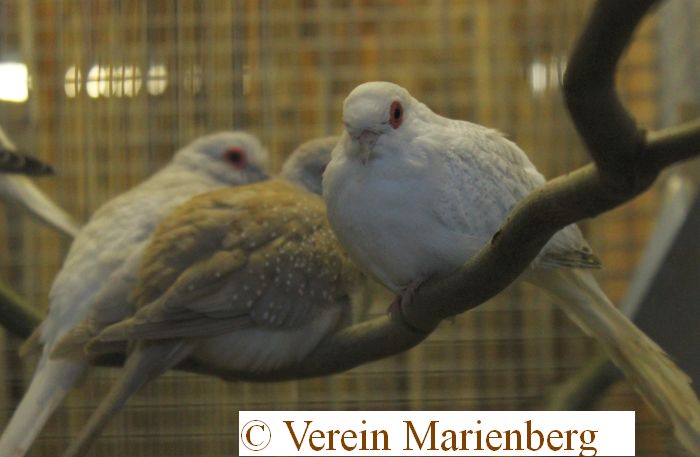 Diamanttäubchen