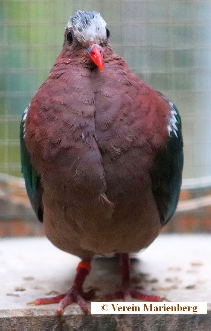 Grünflügeltaube