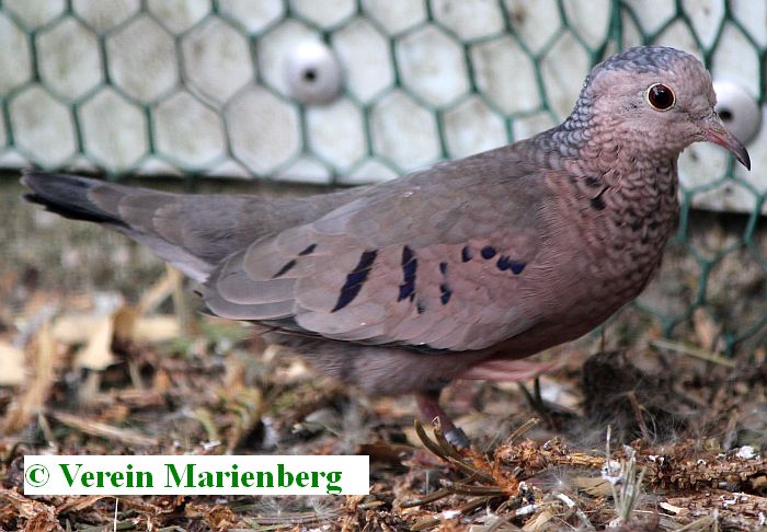 Sperlingstäubchen