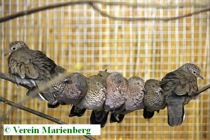 Sperlingstäubchen