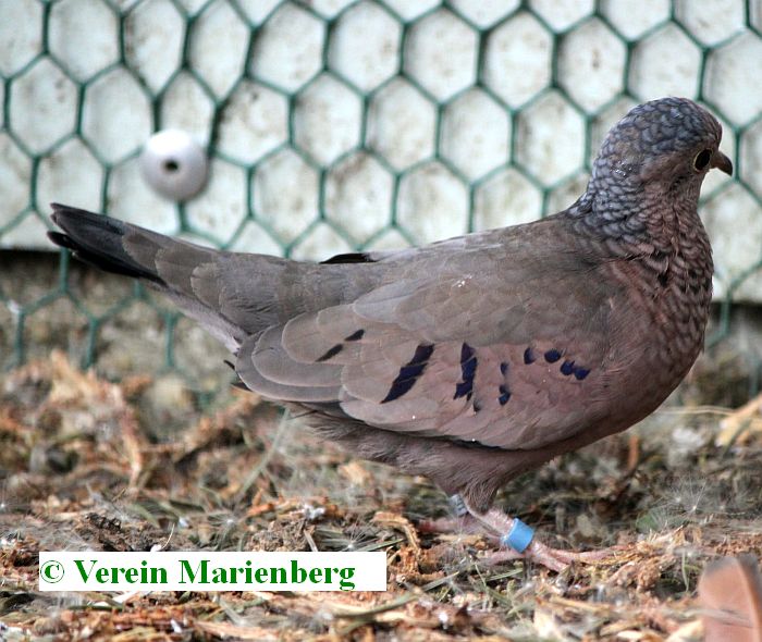 Sperlingstäubchen