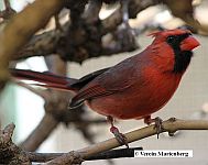 Roter Kardinal