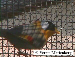 0,1 Silberohrsonnenvogel