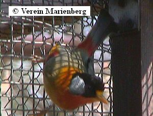 1,0 Silberohrsonnenvogel