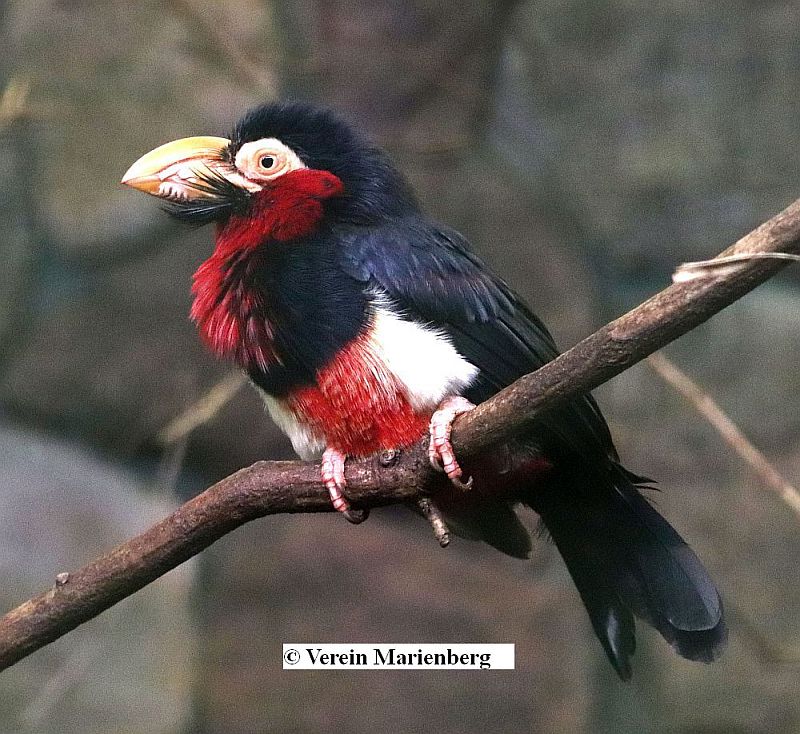 Furchenschnabel-Bartvogel