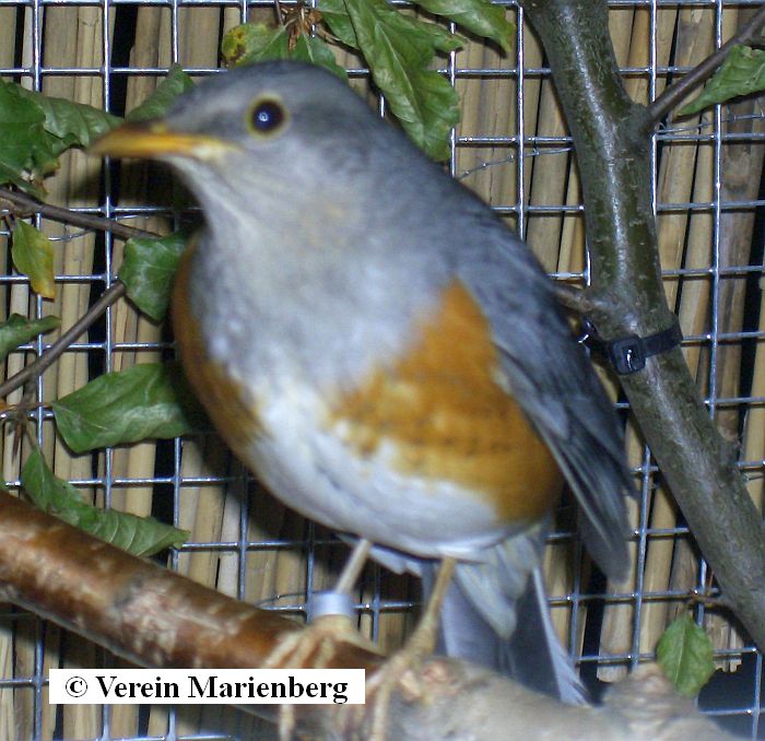 Sibirische Gartendrossel