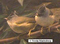 Meisenyuhina