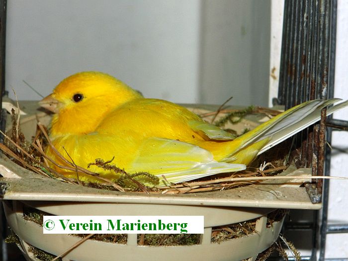 brütendes Weibchen