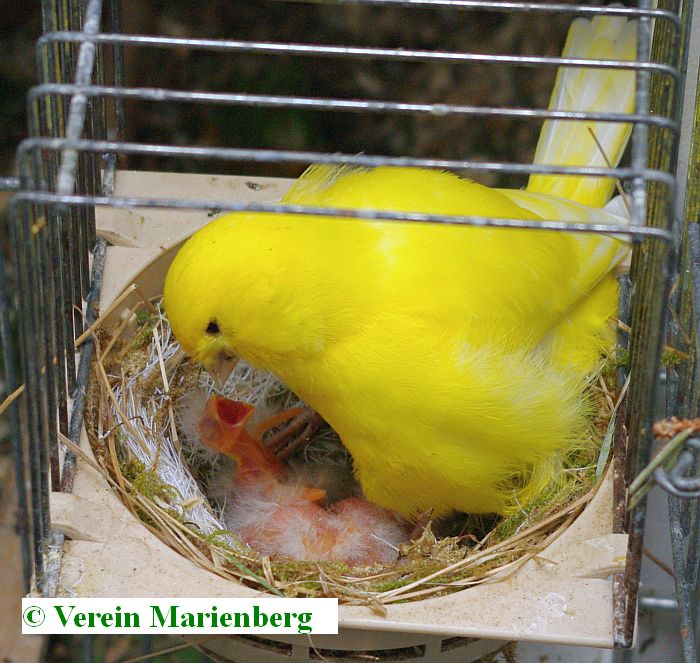 Jungvögel