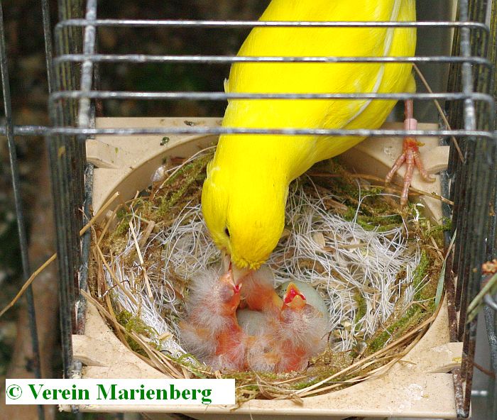 Fütterung der Jungen