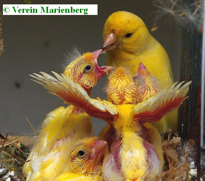 Jungvögel ca. 14 Tage alt