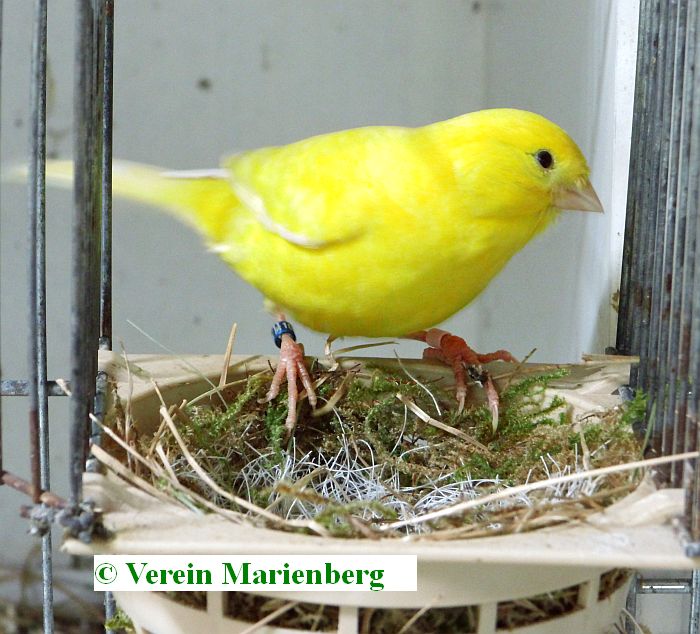 Henne am Nest