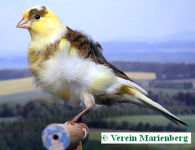 Fiorino