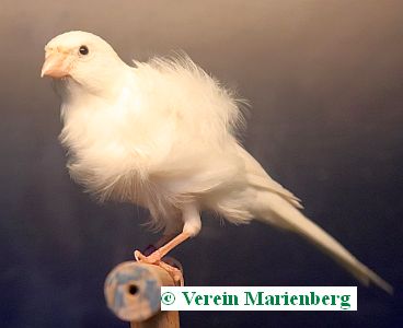 Fiorino