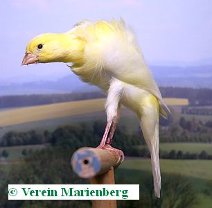 Südholländer