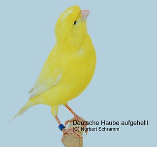 Deutsche Haube gelb