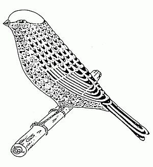 Lizard Sandard