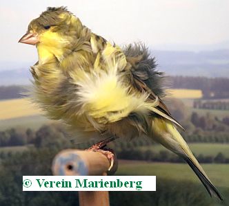 Mehringer